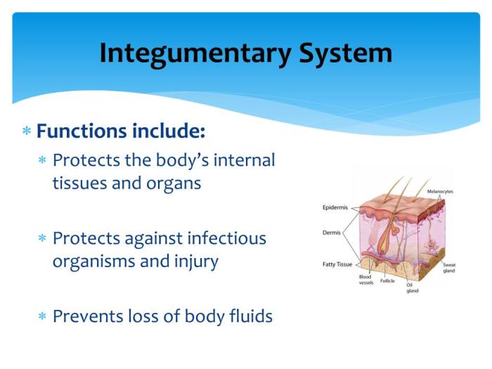 Medical and Health Science: Integumentary system!! The integumentary system anatomy and function