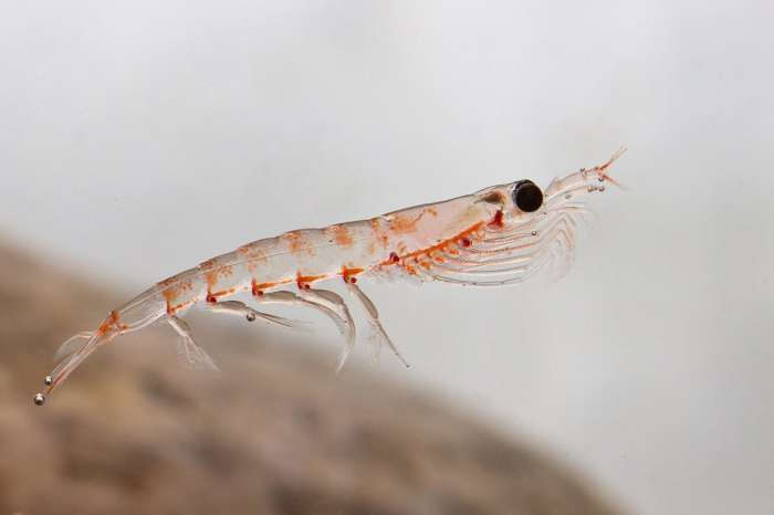 What is krill? What do krill eat? Can humans eat krill? Where do krill live? - YouTube Krill uses side effects dosage storage