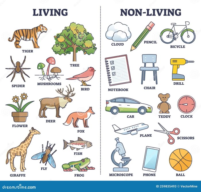 Living Vs Non Living Things Comparison for Kids Teaching Outline Diagram Stock Vector ... Things to know about prostate health