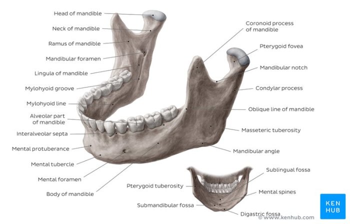 The mandible anatomy function and treatment