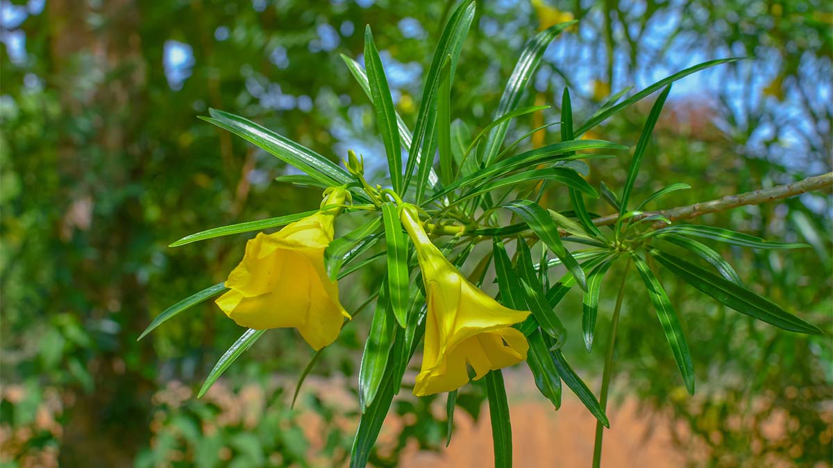 Tejocote root supplement weight loss toxic yellow oleander