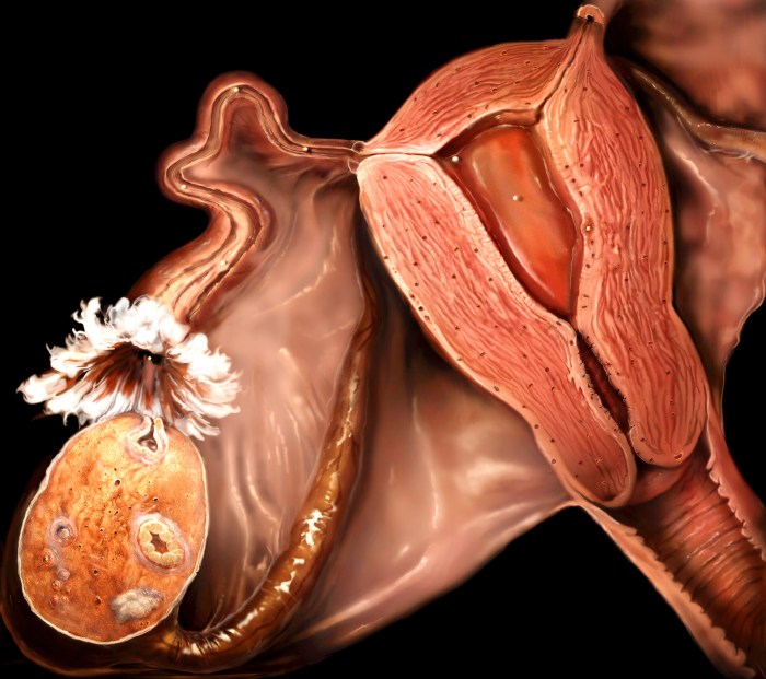 Uterus (Anatomy): Definition, Function, Location | Biology Dictionary Uterus location function female anatomy