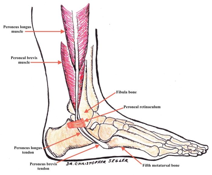 Peroneus longus muscle anatomy