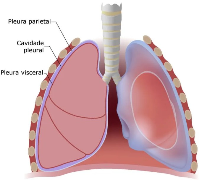Lung Anatomy Pleura Pleura lungs definition conditions