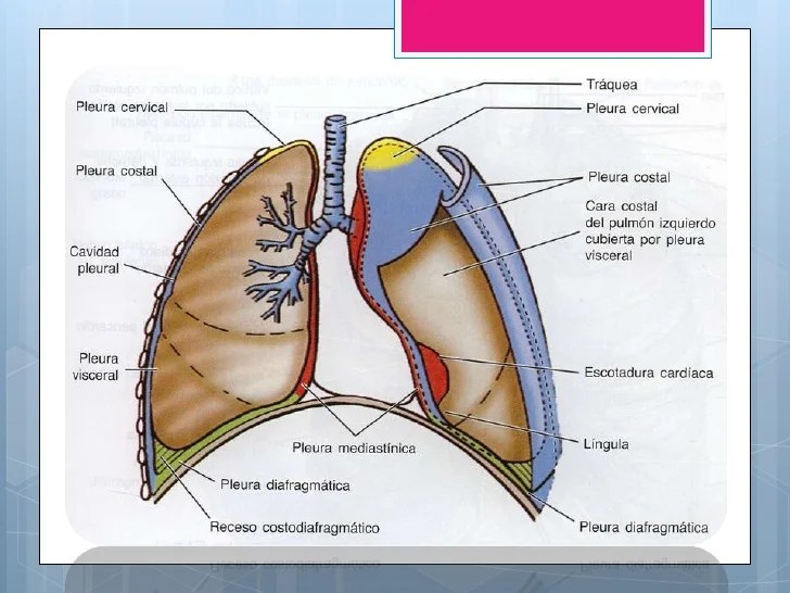 Anatomía pulmón y pleura | nadia | uDocz Pleura lungs definition conditions