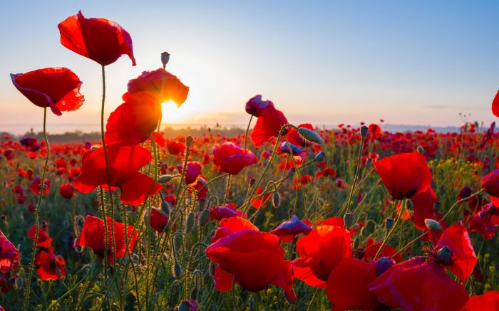 Red eyes and contacts