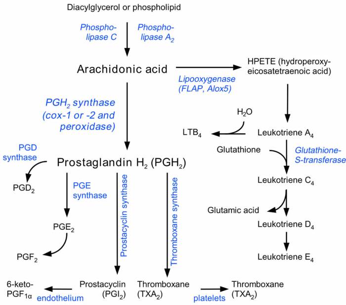 Prostaglandins and your pain signals