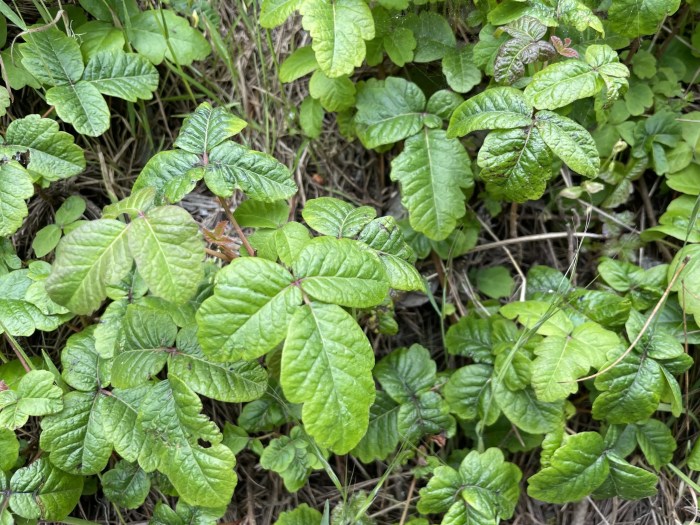 Plants that cause rashes