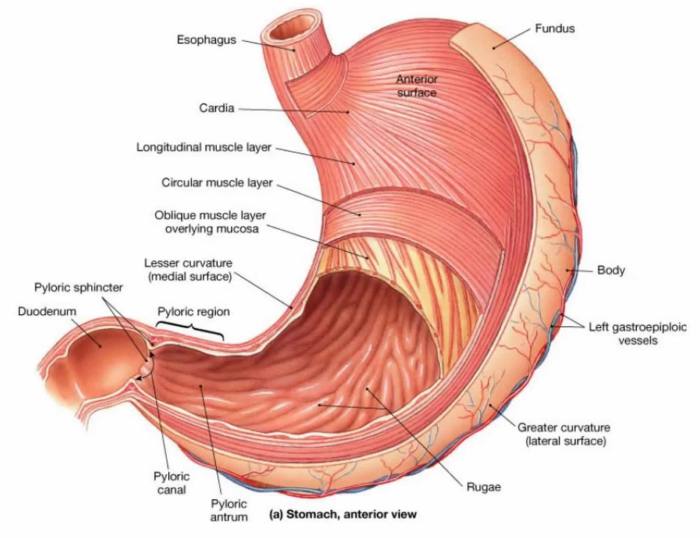 Stomach transplant and multivisceral transplants