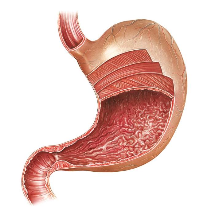 Stomach cancer prognosis and recovery