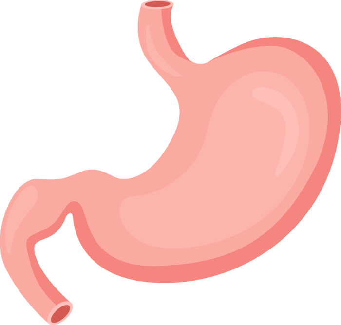 Human Stomach #48 Photograph by Sebastian Kaulitzki - Pixels Whats in the stomachs gastric juice