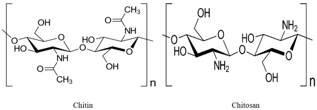 Chitosan everything you need to know