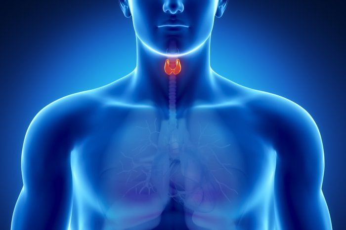 Thyroid Peroxidase Antibody Test A Comprehensive Guide
