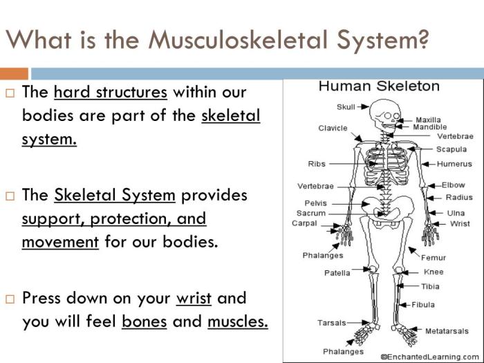 The musculoskeletal system what is it