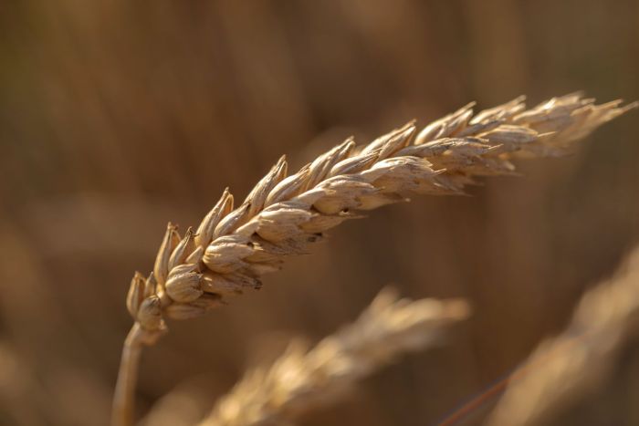 The Wheat Allergy Diet Guide A Comprehensive Guide