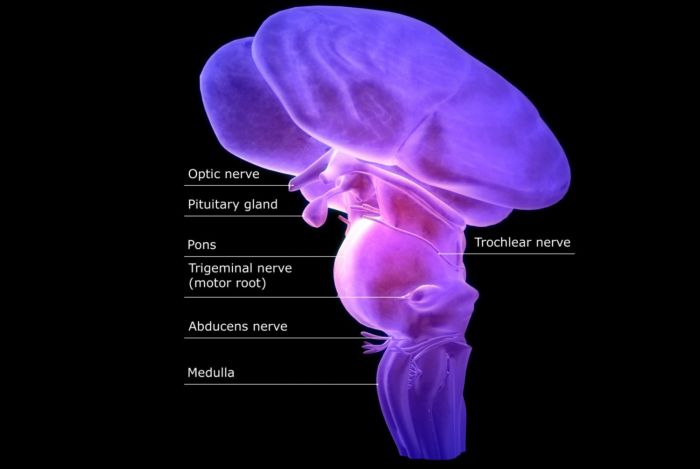 The Function and Location of the Brainstem What is the medulla oblongata