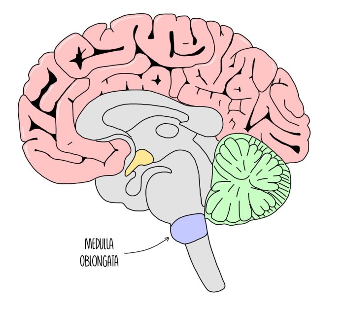 Control of Heart Rate and Breathing Rate (A Level) — the science sauce What is the medulla oblongata