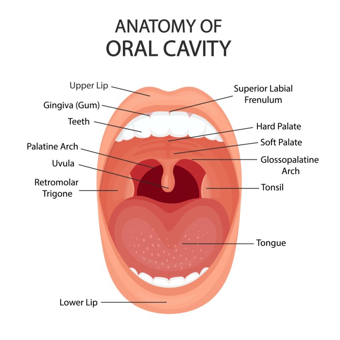 Oral bacteria colorectal cancer risk