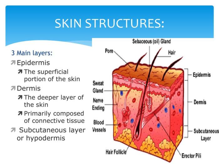 Skin Structure And Function The Human Epidermis Evolves Skin cancer and rash