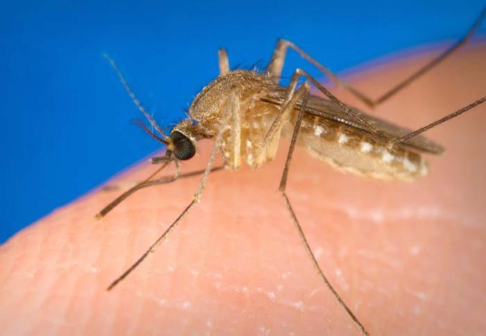 Overview of west nile virus