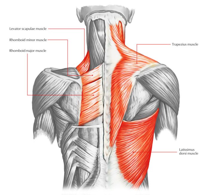 Trapezius muscle pain massage technique
