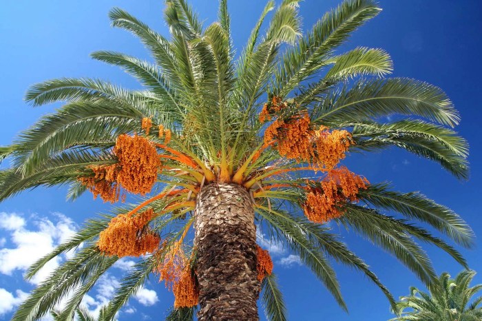 How to Grow and Care for Date Palm Trees Is palm oil bad for you