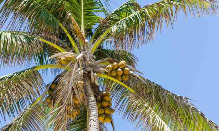 Coconut Tree vs Palm Tree: 5 Key Differences - A-Z Animals Is palm oil bad for you