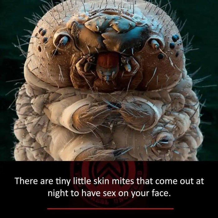 What are face mites