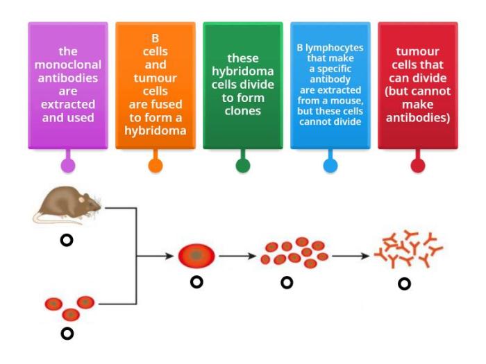 Monoclonal Antibodies- Types, Uses and Limitations What is a monoclonal antibody