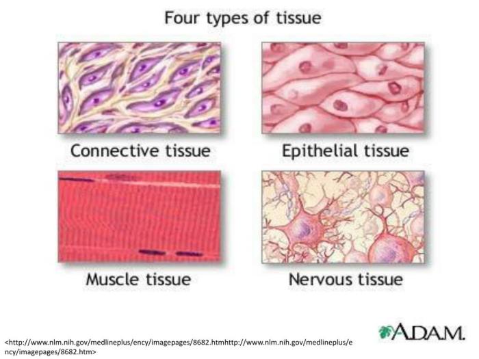 Tissue plasminogen activator tpa