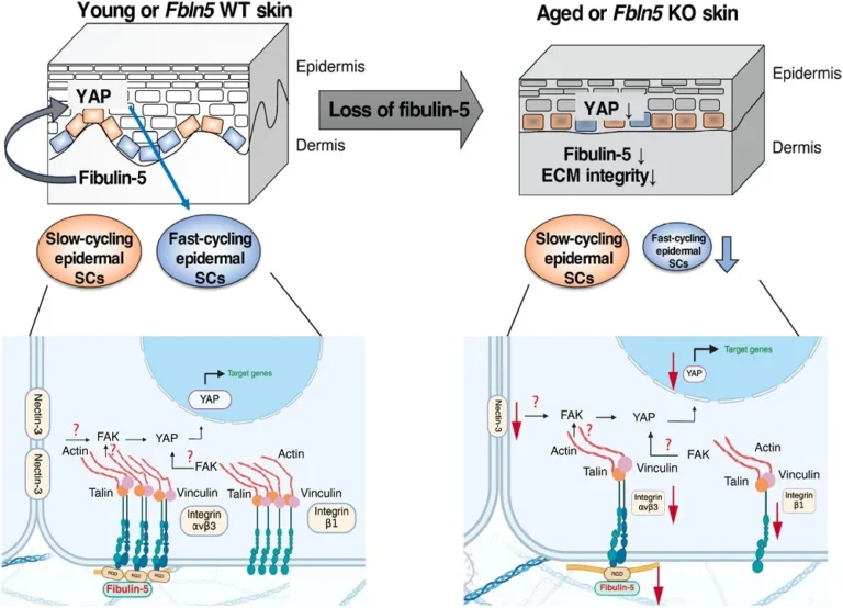 Fibulin-5 Identified as Key Regulator of Epidermal Stem Cell Maintenance and Skin Aging
