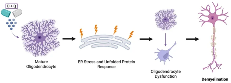 Senolytic Treatment Dasatinib and Quercetin Linked to Brain Demyelination and Oligodendrocyte Dysfunction