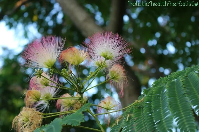 The Therapeutic Potential and Botanical Profile of the Mimosa Tree Flower Tincture