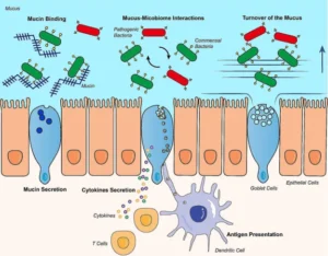 Rethinking Gut Permeability: PUFA Metabolism, the Microbiome, and Immune Activation
