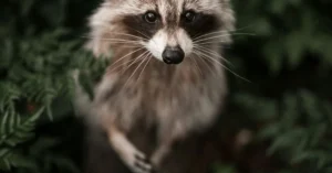 The Short-Spined Raccoon: How Jimothy Became an Internet Sensation and a Symbol for Humanity’s Connection to the Wild