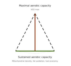 Demystifying Zone 2 Training and the Science of Cardiorespiratory Longevity