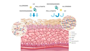 How ceramides influence skin barrier function, cardiometabolic health, and longevity.