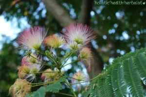 Mimosa Flower Tincture: Unlocking the Traditional Medicinal Potential of the Albizia Julibrissin