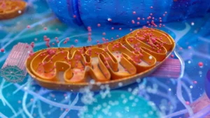 Researchers Uncover How Mitochondrial Protein BNIP3 Drives Heart Aging and How Stem Cell Transplants Offer a Path to Rejuvenation