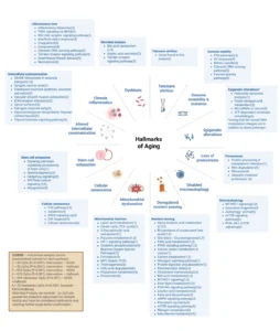 The Epigenetic Impact of Younger You: A New EWAS Study
