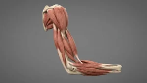 Unlocking the Cellular Mechanisms of Sarcopenia: Researchers Reveal How Calcium Mishandling Drives Age-Related Muscle Weakness