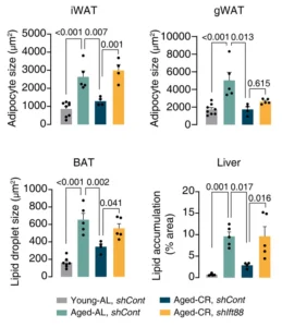 Hidden Cellular Antennas: How Caloric Restriction and NAD+ Protect Metabolic Health Through Hypothalamic Cilia