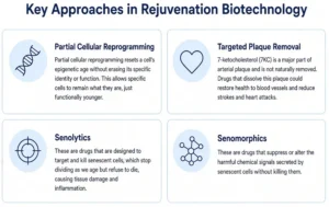 Regulatory Roadblocks Threaten the Longevity Dividend as Biomedical Repair Therapies Outpace Legacy Drug Frameworks