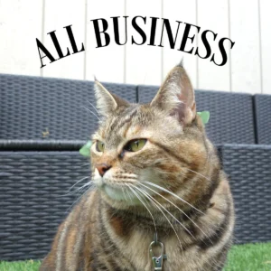 Sundays With Tabs the Cat, Makeup and Beauty Blog Mascot, Vol. 878